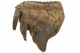 Woolly Mammoth Molar With Roots - Siberia #227422-2